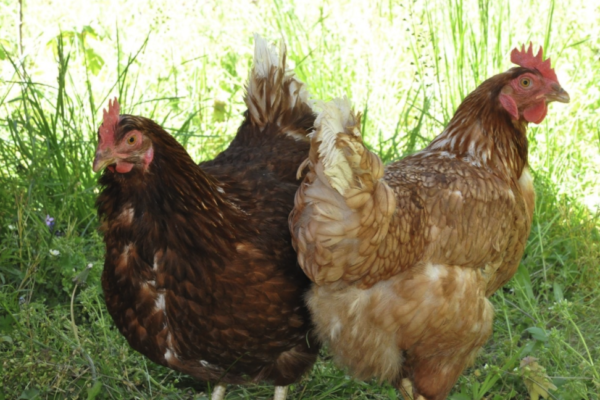 Se funda GRUPO CICLOGAN SL: Un nuevo enfoque en avicultura en C&oacute;rdoba