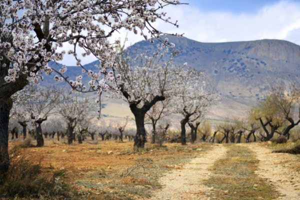 Agr&iacute;cola Donadio SL nueva empresa para la explotaciones de almendras