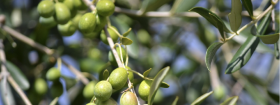 Descubre todo sobre Vivero de Olivos Manolo Junquito SL en Córdoba