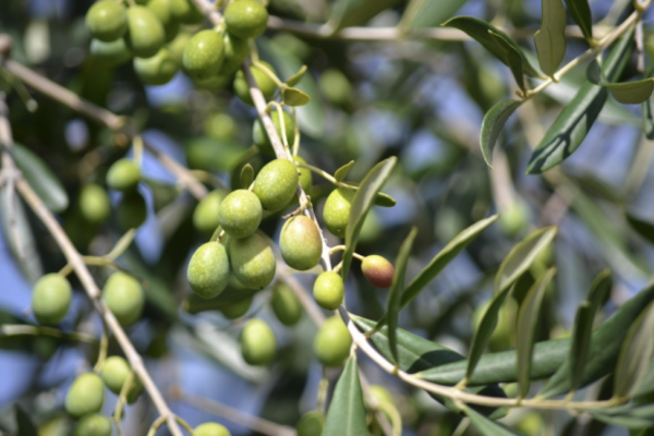 La Universidad lanza un proyecto para que las pymes mejoren la genética del olivo