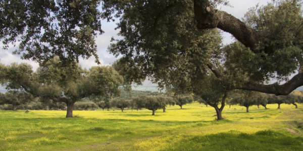 Dehesa Medianería SL: Una Nueva Propuesta para el Sector Agrario en Córdoba