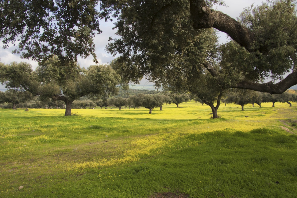 Dehesa Medianería SL: Una Nueva Propuesta para el Sector Agrario en Córdoba