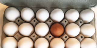 Av&iacute;cola y Alimentaci&oacute;n Hnos Pozo SL: Innovaci&oacute;n en la Producci&oacute;n de Huevos en Hinojosa del Duque