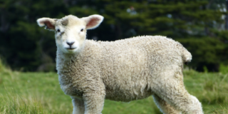 UMBRIA AGROVENTURES SL: Transformando el Futuro Agropecuario de C&oacute;rdoba