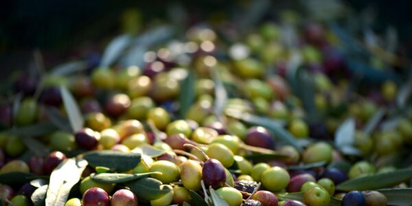 Óleo Subbética Explotaciones SL: nueva apuesta por el cultivo de frutos oleaginosos en Córdoba