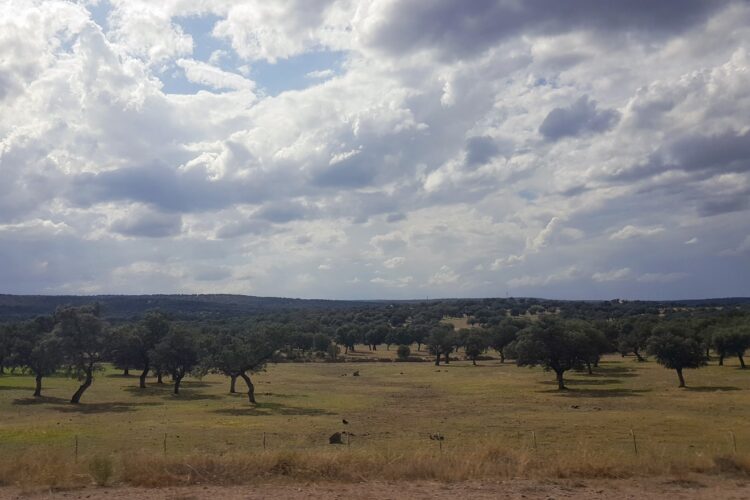 Una nueva empresa para el medio rural de Córdoba: 'Batey agrícola'