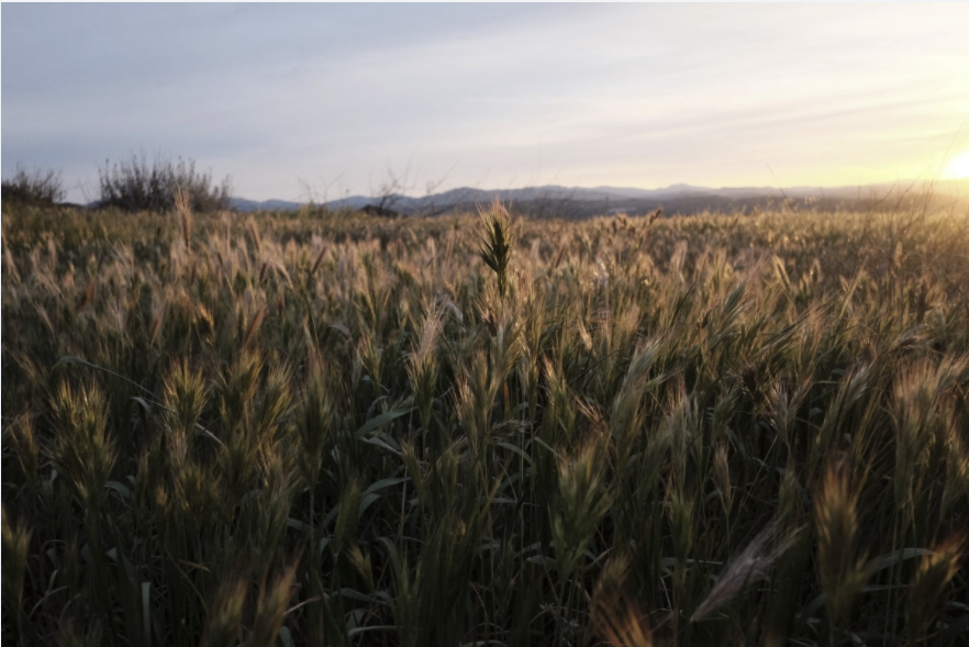 Fermar Azeite del Sur, nueva empresa agroalimentaria en Córdoba