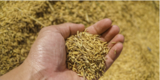 'Almazara de Antaño' solicita el registro de su marca de arroz y legumbres
