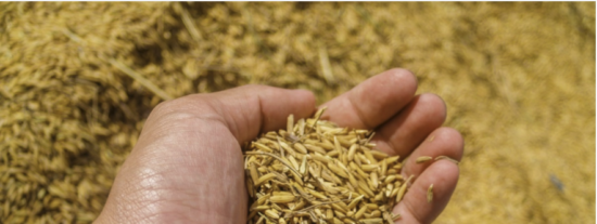 EXPLOTACIONES AGRÍCOLAS LOS PATRICIOS SL: Nueva empresa agrícola inicia operaciones en Iznájar