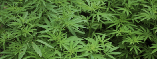El centro de C&oacute;rdoba contar&aacute; con una nueva tienda de plantas medicinales