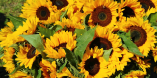 Agricultura y Cultivos Meljacan: una nueva empresa para el polígono de las Quemadas