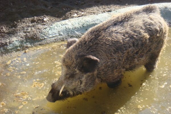 SOCIEDAD CINEGETICA LA ESTRELLA SL: Una Nueva Propuesta para los Amantes de la Caza en C&oacute;rdoba