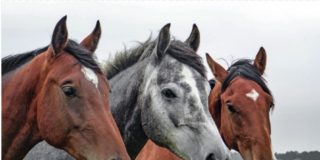 Decoraciones Antiques: una empresa para el mundo equino en Córdoba