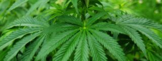 Cannabis medicinal con Oteca Medical