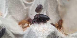 Conoce a CONTROL DE PLAGAS CORDOBA SL: Soluciones Efectivas en Limpieza y Control de Plagas