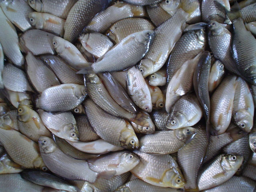 Pescadería La Colonia SL: una nueva opción para productos frescos del mar en Palma del Río
