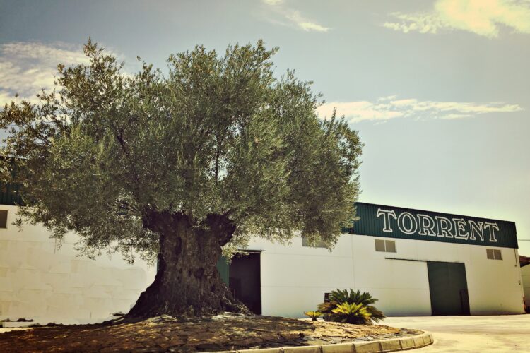 Las empresas más antiguas de Córdoba: Aceitunas Torrent, innovación agraria desde 1898