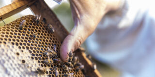 La universidad de Córdoba participa en un invento que limpia de tóxicos la cera de las abejas