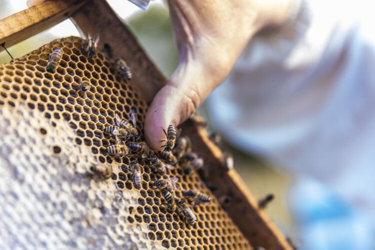 La universidad de Córdoba participa en un invento que limpia de tóxicos la cera de las abejas