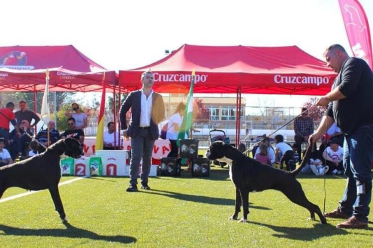 La Bética tratará de convertir a Córdoba en la capital de los perros bóxer en 2023