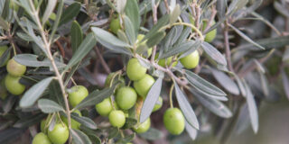 Agrohilu Montilla SL: Cultivando el Futuro Agr&iacute;cola en C&oacute;rdoba