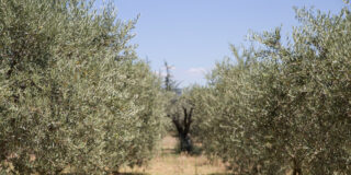 La Universidad de Córdoba participa en la gestación de la cosechadora de olivos definitiva