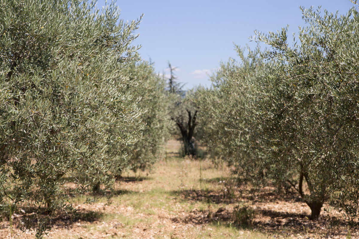La Universidad de Córdoba participa en la gestación de la cosechadora de olivos definitiva
