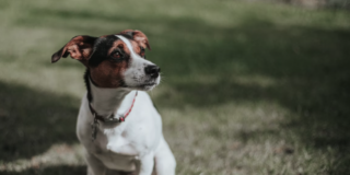 Nueva Clínica Veterinaria en C/ Damasco Solicita Evaluación Ambiental