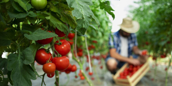 La Universidad de Córdoba podría revolucionar el sector de las empresas del tomate con un método de extracción de licopeno