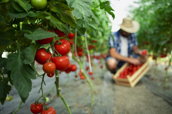 La Universidad de Córdoba podría revolucionar el sector de las empresas del tomate con un método de extracción de licopeno