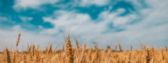 AGROSERVICIOS FITOSFUENTE 2025 SL: Revolucionando el Apoyo Agrícola en Córdoba