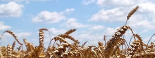 OLIVRA GESTION SL: Desarrollo Agrícola y Ganadero en Montilla
