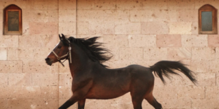 Yeguada My Lord SL, una empresa de caballos lucentina