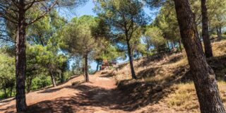 Licitación para el mantenimiento de áreas y líneas cortafuegos en montes públicos de Andalucía mediante ganado.
