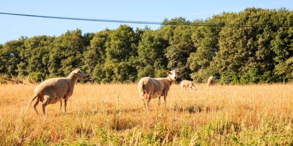 Licitación para el mantenimiento de áreas y líneas cortafuegos en montes públicos de Andalucía mediante ganado.