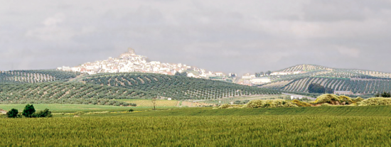 Conoce a EXPLOAGRICOLAS FRANCIS SL: Cultivo de Cereales en C&oacute;rdoba