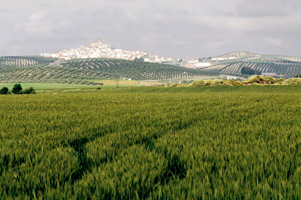 Descubre a Heraclio Inversiones SL: Impulsando el Sector Agrícola en Córdoba
