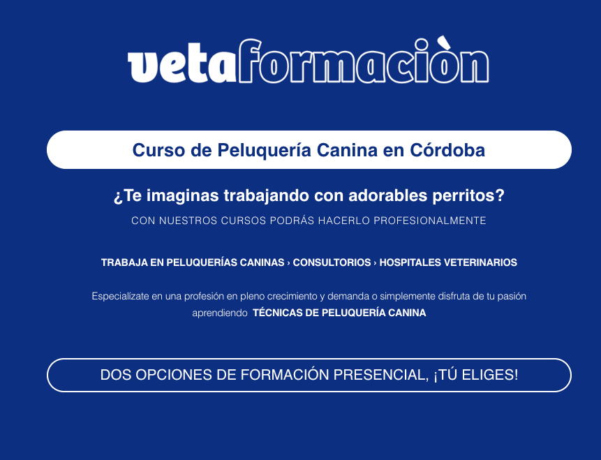 El auge de la peluquería canina en Córdoba. Vetaformación y su curso de peluqueria canina