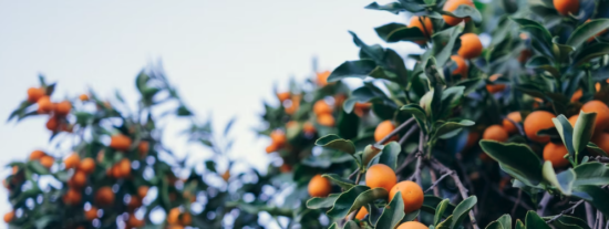 ZUMOREN SL: Cultivo de C&iacute;tricos en Palma del R&iacute;o