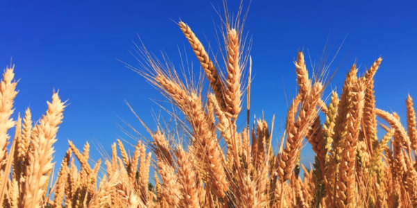 Blackterra Fertilizantes SL, para el comercio al mayor de cereales entre otros