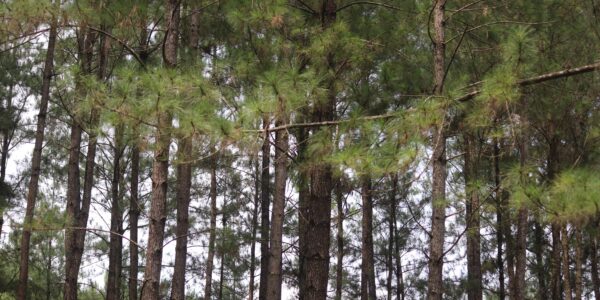 Aprovechamiento de biomasa y madera en cargadero de Pinus pinea en el monte Venta Nueva, Cardeña