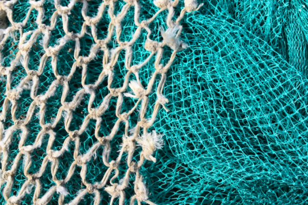 Delicias del Océano, una nueva empresa de distribución de pescados y mariscos