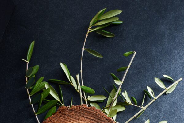 SERVICIOS AGRICOLAS LUCENTINOS SL: Promoviendo la Agricultura Sostenible en Lucena