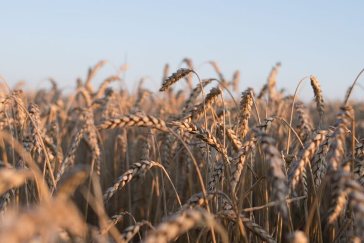 AGROSERVICIOS LOBLANC 2014 S.L.: Un nuevo aliado para la agricultura cordobesa