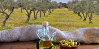 "MOGEA OLIVA SL" Nueva Empresa en Villa del R&iacute;o