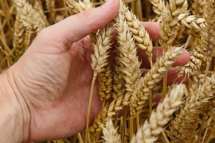 AGROSERVICIOS LOBLANC 2014 S.L.: Un nuevo aliado para la agricultura cordobesa