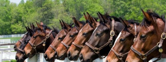 BONANZA SIGLO XXI SL: Una nueva empresa con un enfoque global en la industria ecuestre