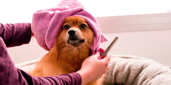 Se traspasa salón de peluquería canina: Guau Güi (5.500€)