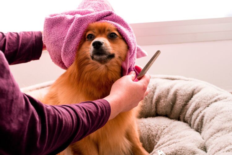 Se traspasa salón de peluquería canina en funcionamiento: Guau Güi (5.500€)