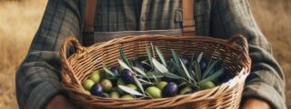 GOMOCOR SL: Una Nueva Aventura en el Cultivo de Frutos Oleaginosos en Córdoba